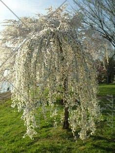 Shopmeeko 20pcs / Sac Fontaine Cerisier pleureur, Famille Bricolage Arbuste à Feuilles de Cerisier, Jardin Plante ornementale Bonsaï: 5