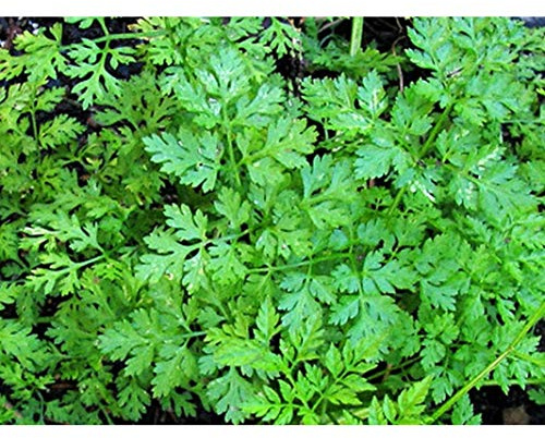 Winter Chervil Seeds (25 Seed Package)