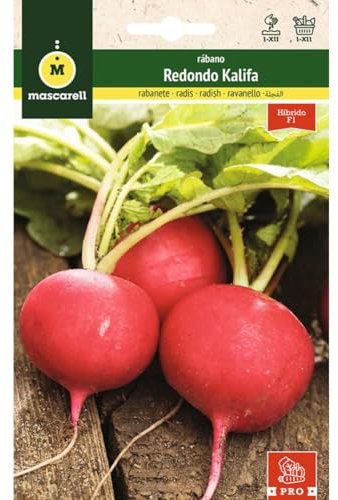 Mascarell Semillas, RÁBANO, Semillas Huerto, RÁBANO REDONDO KALIFA HIBRIDO F1, Crea tu Propio Huerto Urbano y Cultivo en Casa, Plantas Hortícolas, 6 Gramos