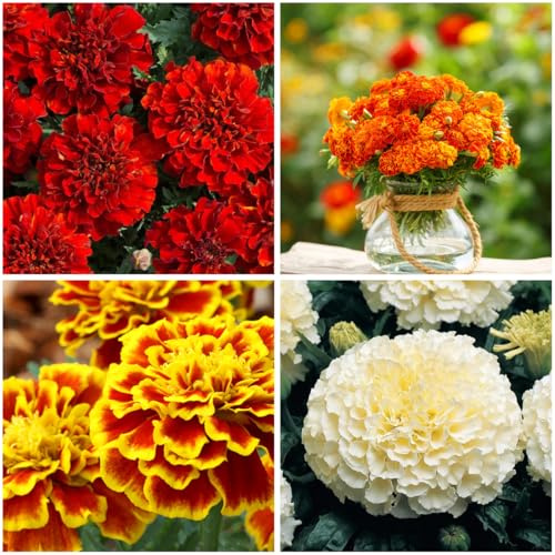 Mixrug 499+ Mixed French Marigold Seeds for Planting Outdoors,Organic Marigolds Seeds,Dwarf African Marigold Seed Tagetes Ultimate Companion Plant for Tomatoes & Vegetables, Natural Pest