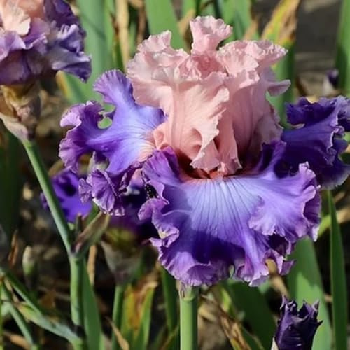 Semi di Iris tectorum esotici Gli iris sono perenni resistenti, campo perenni resistenti, Le sono 450pcs