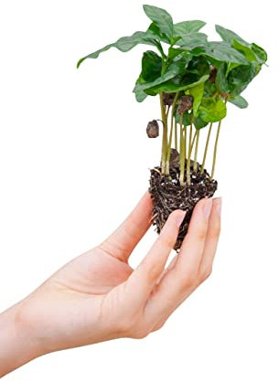 PLNTS - Baby Coffea Arabica - Zimmerpflanze - Echte Pflanzen für Drinnen - 4cm Stecklinge - Höhe 15cm