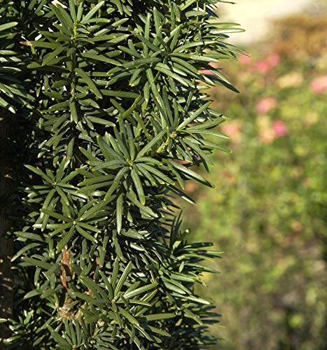 Säuleneibe 30-40cm - Taxus baccata Fastigiata Robusta - lebende Gartenpflanze aus den Baumschulen