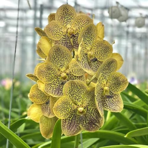 Orchidea Vanda - semi di tappezzanti resistenti al freddo ornamentali per zone soleggiate di selvatici esotici semi per balcone resistenti 600semi