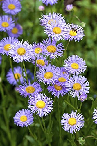 Kissen-Aster Aster dumosus Topfware winterhart mehrjährig Staude | Bienenfreundlich, sonnig bis halbschattig, ideal für Beet und Rabatte, kissenförmiger Wuchs, herbstblühend