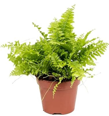 Helecho Hembra Natural Planta de Interior que Aporta Aire Fresco y Estilo