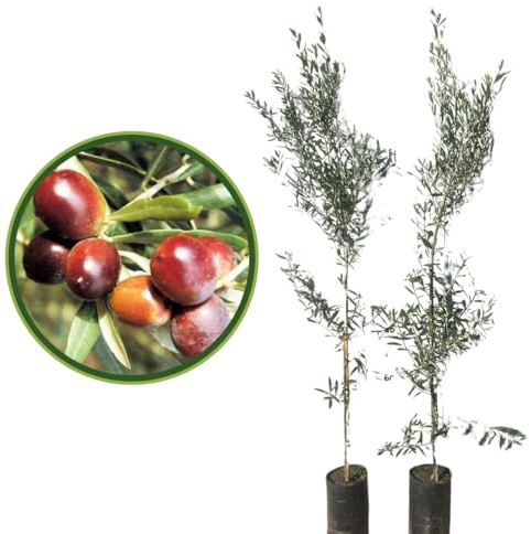 Vivaio Garden Forest Pianta di Ulivo Carolea, H170CM | Pianta reale, Calabria, Impollinatori, Piante da Olio, Maturazione scalare