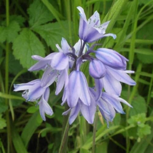 Plant World Seeds - Hyacinthoides Hispanica Seeds (Perennial Flower Seeds)