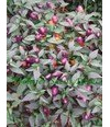 Filius Blue Chili 10 Samen >Violett-Blaue-Mini-Chili< Super Ertrag -