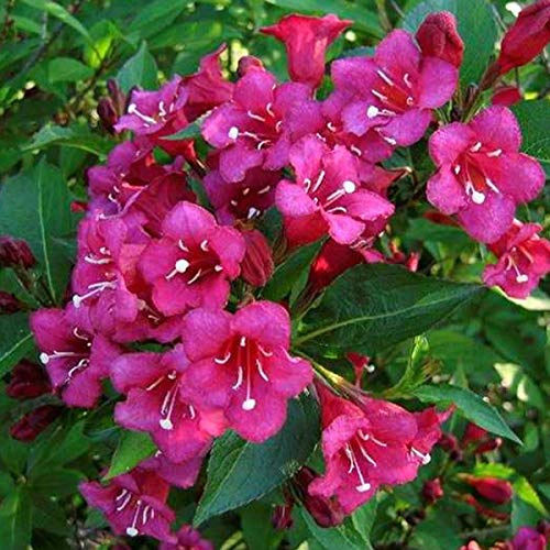 Weigela 'Eva Rathke'- Weigela 'Eva Rathke' 50-60 cm en conteneur