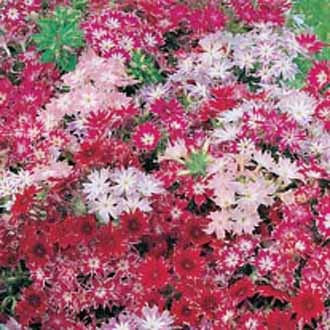 SEEDSOWN 2018 100 Pcs Phlox, Phlox Graines de Graines Bonsai Phlox 10 Couleurs Jardin Potted DIY