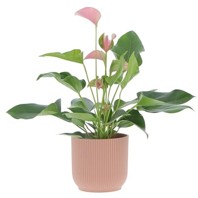 KENTIS - Anthurium Rosa - Anturio Piante da Interno Vere Purifica Aria - Pianta da Appartamento Fiorita - Piante Ornamentali - H 30-40 cm Vaso Ø 12 cm