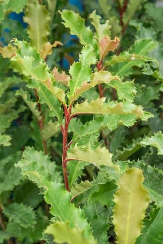 Photinia serratifolia 'Crunchy' - Glanzmispel, Winterhart, Immergrün, 60-80cm, C7,5 Topf, Zierpflanze für Garten