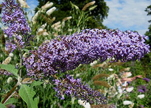 Farfalla Cespuglio, Buddleia Davidii, Arbusto 300 Semi