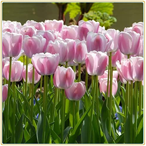 Tulip Bulbs-Romantic purple flowers, wonderful gardening planting flowers, surprise Valentine's Day gifts-20 Bulbi:Seeds only
