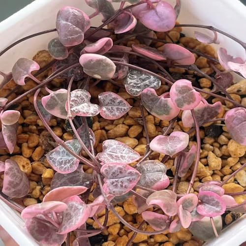 semillas Ceropegia woodii resistentes al aire libre de oficina jardín del balcón Ceropegia woodii - perennes resistentes para jardines rocas reverdecimiento tejados 100pcs