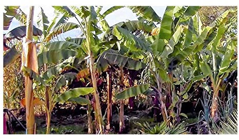 Pcs - 10x Musa (Bananier) Cheesmani Cheesmans Banane Jardin Plantes - Graines ID130 - Seeds & Plants Shop by Ipsa