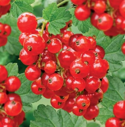 PIANTA DI RIBES ROSSO  JONKHEER VAN TETS® 100% BIOLOGICO (1 pianta)
