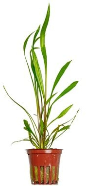 Cryptocoryne spiralis 'Rot' - *Top Rarity* x1 Strauß - Wasserpflanzen für Aquarien