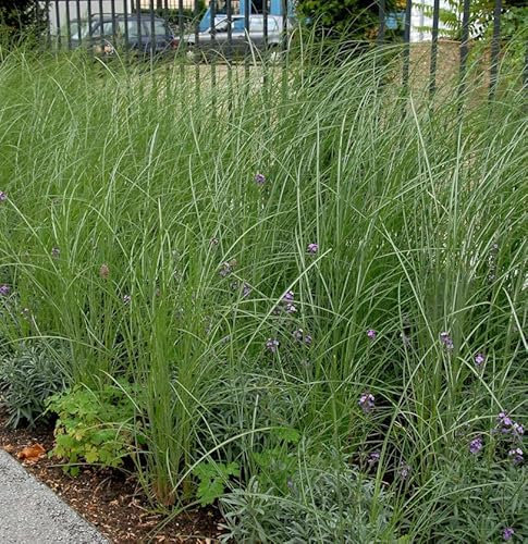 Robustes Chinaschilf - Miscanthus sacchariflorus - lebende Gartenpflanze aus den Baumschulen