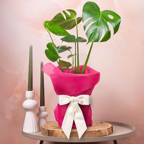 GardenersDream Monstera Swiss Cheese Plant Gift - Indoor Real Houseplant for Birthday, Anniversary & Mother's Day Gifting - Pink Hessian Wrapping, White Bow & Custom Message Card (14cm Pot, 40-50cm)