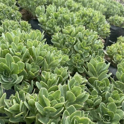 semillas de sedum - cobertura perenne resistente variedades antiguas jardín orgánicas 420pcs