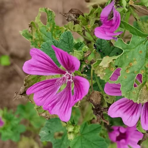 semillas de malva jardín balcón Decoraciones de exteriores 1200pcs