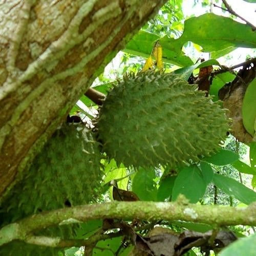 Annona Muricata - Soursop/Pawpaw - seltene tropische Pflanze Baum Samen (10)