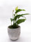 Einblatt Spathiphyllum wallisii – Zimmerpflanze im Topf, pflegeleicht und luftreinigend, ideale Raumdekoration für Zuhause und Büro