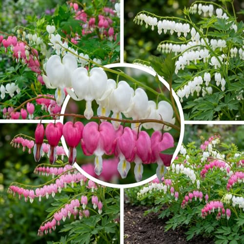 FLORIUM Dicentra White & Pink mix (4 Pflanzen), Riesen-Zierlauch Giganteum, mehrjährig, winterhart duftend wurzelnackt aus Holland für Garten, Topf (keine Zwiebeln, kein Samen, nicht künstlich)