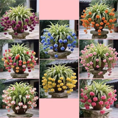 ragno - Chlorophytum comosum balcone di coperto d'appartamento esotiche ufficio 6piante