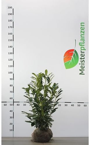 Kirschlorbeer Caucasica 80-100 cm. 12 Pflanzen. Kirschlorbeer Hecke | Immergrüne Lorbeerhecke