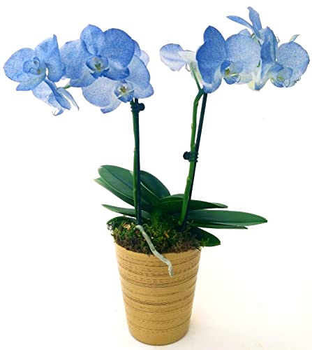 POWERS TO FLOWERS - ORCHIDEA PHALAENOPSIS BLU, IN VASO CERAMICA ORO, 2 STELI, VASO 13CM, Pianta Vera