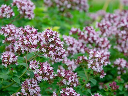5.000 Oregano Samen - heimischer Oregano (lat. Origanum vulgare) mehrjährige Kräuter Dost - Samen aus Deutschland mit Keimgarantie