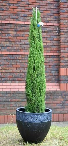 Cipresso toscano Cupressus sempervirens Totem pianta sempreverde in vaso ø30 h. 110/130 cm Vivaio di Castelletto