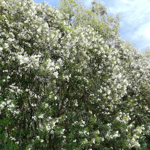 semi di oleandro, selvatici arbusti resistenti come per gli ospiti da esterno rare da giardino per esterni giardino 10pcs