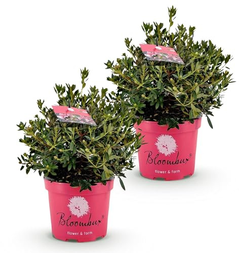 Green boutiQ - Zwerg-Rhododendron - Rhododendron Bloombux Magenta - Blühende Buxus - Wenig Pflege - Rosa Blüte - 2 Pflanzen - Topf 23cm - Höhe 45-55cm