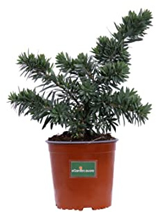 Pianta di Callistemon pianta da esterno pianta da giardino pianta Ornamentale in vaso pianta vera di Callistemon venduta da eGarden.store (Callistemon Little John)