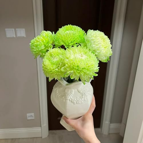 Crisantemi da giardino roccioso giardino decorazioni da per esterni in vaso appartamento esotiche decorative rampicanti serre 850semi