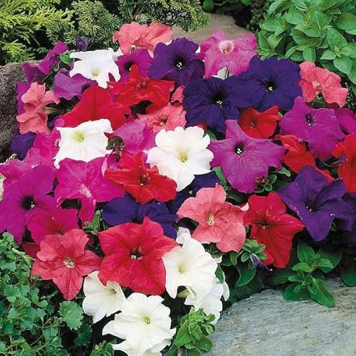 Neue Petunia semi di fiori 100 Stück