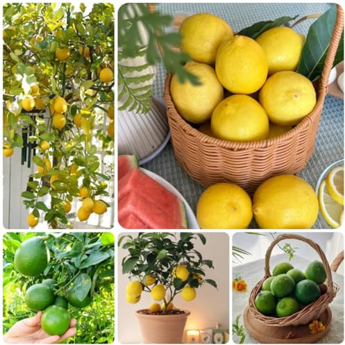 semillas de limonero - limonero - lecho elevado de limon, para lugares soleados orgánicas, 100pcs