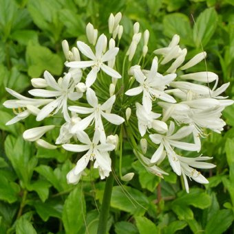 Seedeo Schmucklilie Weiß (Agapanthus orientalis) Getty White 25 Samen