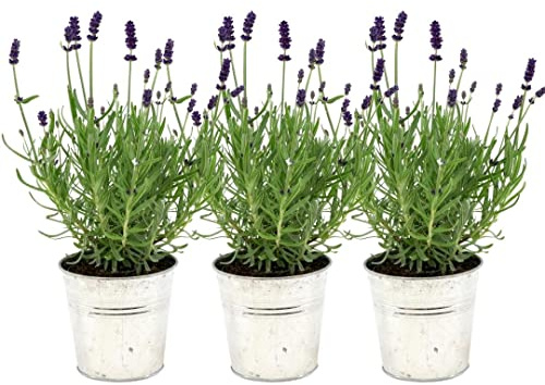 Plants by Frank Lavandula Angustifolia Felice®, Topf Old Look, 3 Stück, Ø 12 cm