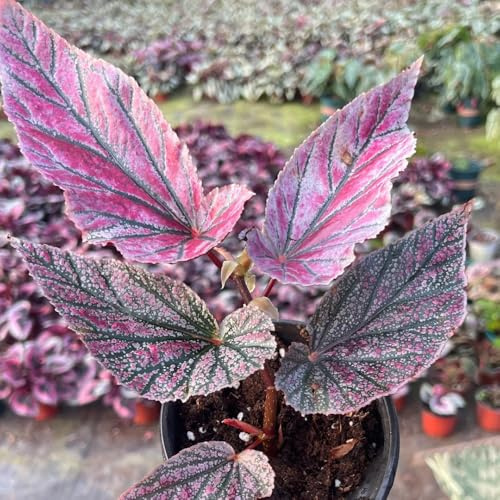 Begonien - hochbeete für garten balkon blumengarten gartendeko für draußen kübelpflanzen indoor gewächshaus schnittblumen balkonpflanzen balkonblumen steingarten gartenblumen seltene 50samen