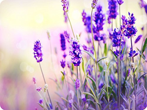 Large Glass Worktop Saver | Cutting Board - Lavender Flowers - 50 x 40cm by Pearl Glass