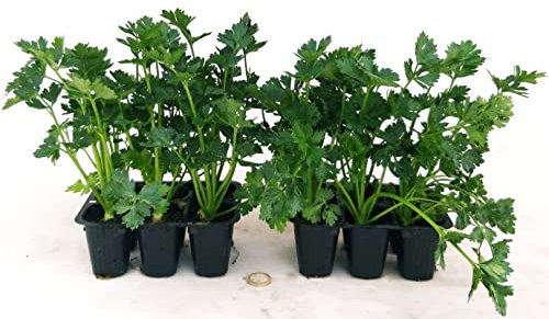 POWERS TO FLOWERS - PREZZEMOLO GIGANTE D'ITALIA BIO, 12 PIANTE BIO, Piante vere