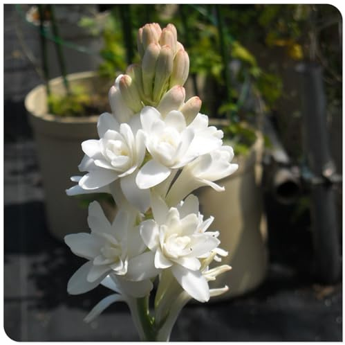 Ideale Garten, Seltene, Schnell-Wachsend, (Winterhart/Stauden/Staude/Mehrjährig), Gartendekoration, 15Tuberose -H