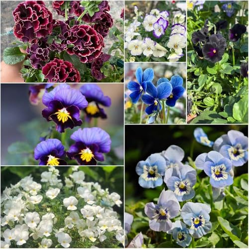 hornveilchen - bodendecker winterhart hornveilchen stiefmütterchen balkon hochbeet wildblumenwiese mehrjährig pflanzensamen schnittblumen 450samen