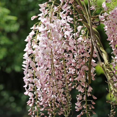 Wisteria floribunda 'Rosea' – Stunning Rose-Pink Cascading Blooms with Fragrant Flowers and Vigorous Growth for Elegant Garden Displays in 1x 2 Litre Pot by Thompson and Morgan