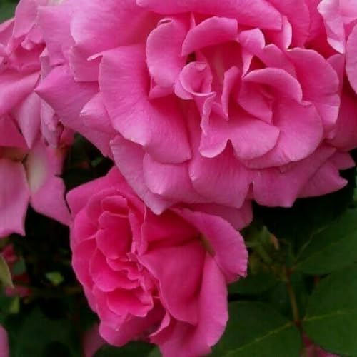 2 x Rosier - Rosa 'Zephrine Drouhin' pot 25-30 cm - Une Rosier sans épines d'un rouge cerise lumineux